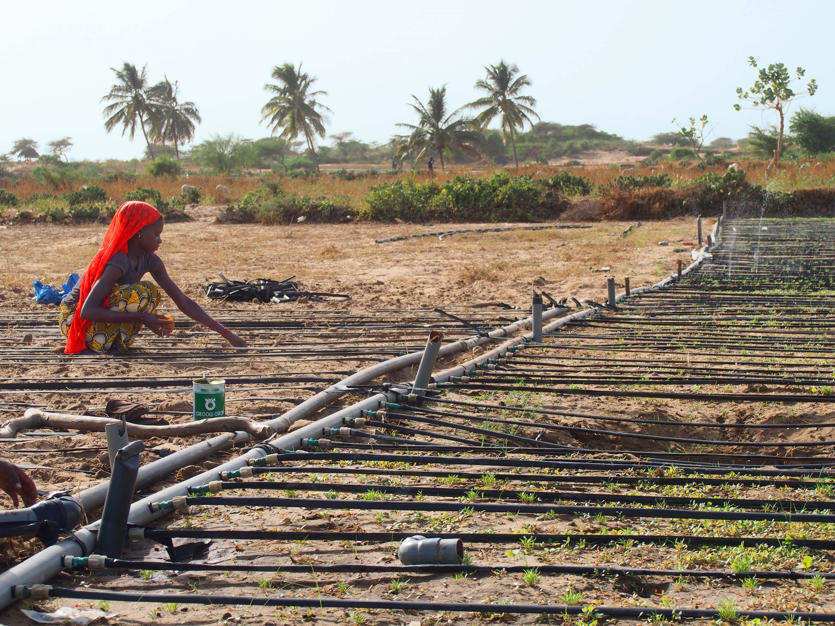 woman looking at irrigation system and drip tape in Senegal